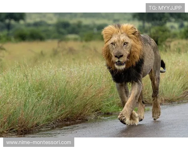 非洲雄狮崛起背后的故事与挑战探秘以及生态保护的迫切呼声 - 副本 (3)
